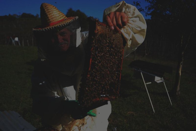  CAXIAS DO SUL, RS, BRASIL 23/05/2018O apicultor Ademir Zanella perdeu enxames devido ao uso de agrotóxicos nas fazendas vizinhas. (Felipe Nyland/Agência RBS)