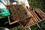  CAXIAS DO SUL, RS, BRASIL 23/05/2018O apicultor Ademir Zanella perdeu enxames devido ao uso de agrotóxicos nas fazendas vizinhas. (Felipe Nyland/Agência RBS)