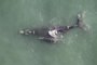 Um monitoramento aéreo avistou 36 baleias-francas entre Florianópolis e Balneário Rincão no último domingo. Entre os animais estavam 13 pares de mães com filhotes e 10 baleias-francas adultas solitárias, que podiam ser fêmeas grávidas ou machos buscando acasalamento.