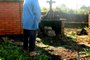  CAXIAS DO SUL, RS, BRASIL, 19/07/2018. OBS: NÃO IDENTIFICAR. O cemitério de São Jorge da Mulada, no distrito de Criúva, teve dez túmulos danificados e pelo menos três violados no último final de semana. Tem-se notícia de que de dois teriam sido levados os crânios das pessoas sepultadas. (Diogo Sallaberry/Agência RBS)