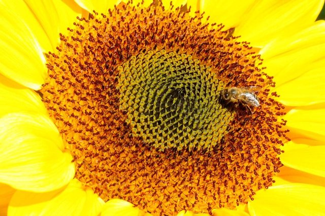 JOINVILLE,SC,BRASIL,14-08-2018.Florada do Girassol.(Foto:Salmo Duarte/A Notícia) JOINVILLE,SC,BRASIL,14-08-2018.Florada do Girassol.(Foto:Salmo Duarte/A Notícia)