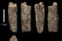  This handout picture taken on June 14, 2015 and obtained from the University of Oxford/Max Planck Institute on August 22, 2018 shows a bone fragment of Denisova 11, evidence of interbreeding of a Neanderthal and a Denisovan, found in 2012 by Russian archaeologists at Denisova Cave in the Altai Mountains of Siberia. The Denisovan is a distinct species of primitive human that roamed the Eurasian continent 50,000 years ago. On August 22, 2018 scientists reported in the journal Nature that they have found evidence of a direct, first-generation offspring of interbreeding between different hominin, or early human groups - the mother a Neanderthal, the father a Denisovan. / AFP PHOTO / UNIVERSITY OF OXFORD/Max Planck Institute / Ian Cartwright / RESTRICTED TO EDITORIAL USE - MANDATORY CREDIT AFP PHOTO / UNIVERSITY OF OXFORD /  MAX PLANCK INSTITUTE / IAN R. CARTWRIGHT - NO MARKETING NO ADVERTISING CAMPAIGNS - DISTRIBUTED AS A SERVICE TO CLIENTSEditoria: ACELocal: DenisovaIndexador: IAN CARTWRIGHTSecao: human scienceFonte: UNIVERSITY OF OXFORD/Max Planck Fotógrafo: STR