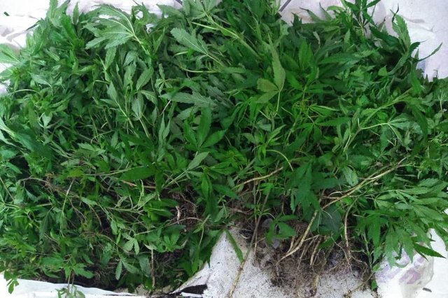 Polícia localiza plantação com mais de 600 pés de maconha no Norte de SC Polícia localiza plantação com mais de 600 pés de maconha no Norte de SC