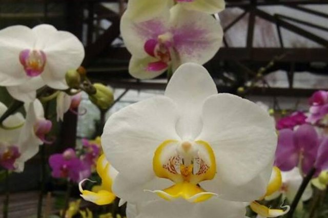Concurso Orquidário nas Escolas com inscrições abertas em Joinville Concurso Orquidário nas Escolas com inscrições abertas em Joinville
