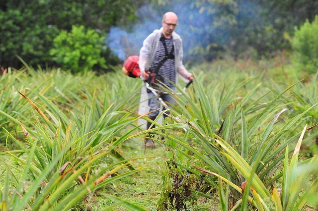JOINVILLE,SC,BRASIL,03-09-2018.Produtores orgânicos.Vitor Odir Tapajós de Arruda cultiva banana e Abacaxis.(Foto:Salmo Duarte/A Notícia) JOINVILLE,SC,BRASIL,03-09-2018.Produtores orgânicos.Vitor Odir Tapajós de Arruda cultiva banana e Abacaxis.(Foto:Salmo Duarte/A Notícia)