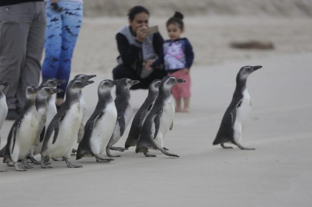 Nesta segunda-feira, 10 de setembro, chega ao fim o período de reabilitação para 19 pinguins-de-magalhães (Spheniscus magellanicus) que estão sob os cuidados da Associação R3 Animal através do Projeto Local: Centro de Pesquisa, Reabilitação e Despetrolização de Animais Marinhos (CePRAM). Rio Vermelho Nesta segunda-feira, 10 de setembro, chega ao fim o período de reabilitação para 19 pinguins-de-magalhães (Spheniscus magellanicus) que estão sob os cuidados da Associação R3 Animal através do Projeto Local: Centro de Pesquisa, Reabilitação e Despetrolização de Animais Marinhos (CePRAM). Rio Vermelho