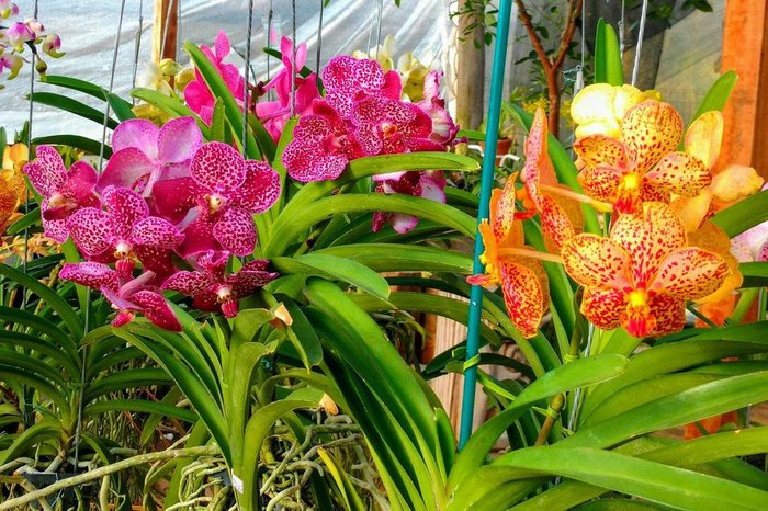Orquidário Tradição / Divulgação Orquidário Tradição / Divulgação