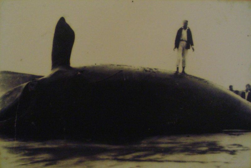 não_publicada***  Estação baleeira hoje é museu  ***Antiga estação baleeira de Imbituba hoje é um museu que abriga máquinas, equipamentos e fotografias sobre a caça às baleias