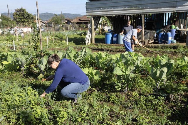 Horta Comunitária Girassol. Hortas comunitárias recebem apoio técnico em Joinville Horta Comunitária Girassol. Hortas comunitárias recebem apoio técnico em Joinville