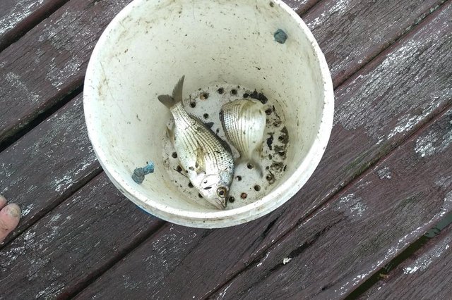 Carapeva pescado por seu Amilton na Lagoa da Conceição Carapeva pescado por seu Amilton na Lagoa da Conceição
