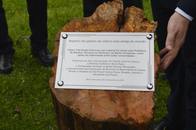 Bento Gonçalves festejou o plantio da videira mais antiga do mundo. O ramo, originário da Eslovênia e datado de 500 anos atrás, foi plantado na Dal Pizzol Vinhos Finos, em Faria Lemos Bento Gonçalves festejou o plantio da videira mais antiga do mundo. O ramo, originário da Eslovênia e datado de 500 anos atrás, foi plantado na Dal Pizzol Vinhos Finos, em Faria Lemos