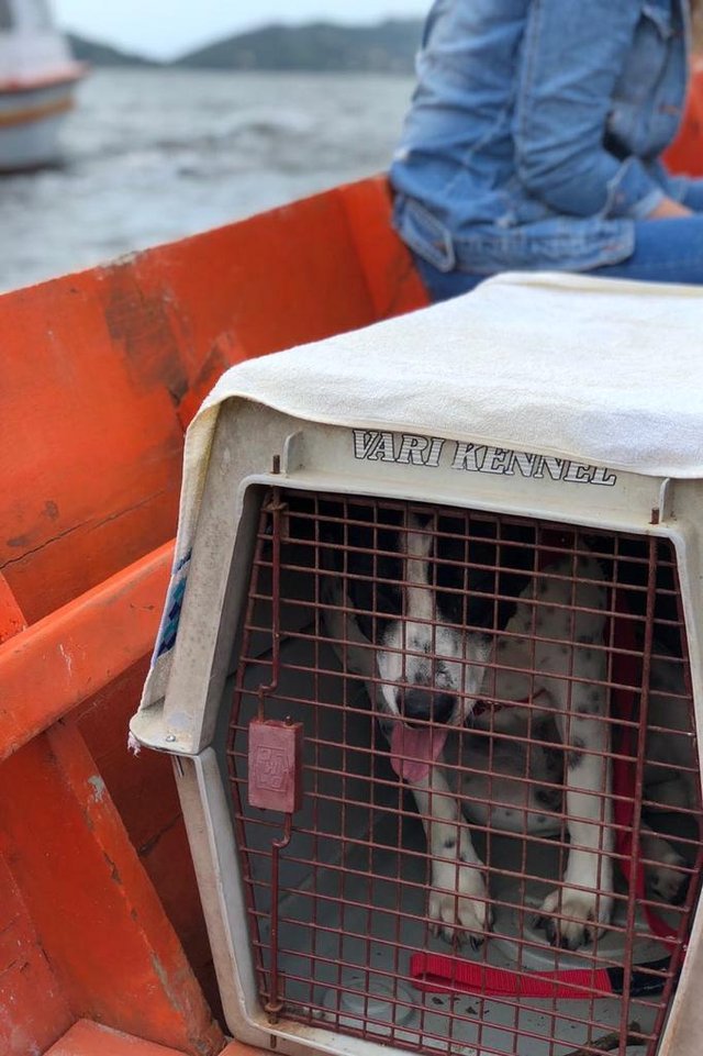 Com ajuda de barco mutirão castra cães da isolada Costa da Lagoa, em Florianópolis Com ajuda de barco mutirão castra cães da isolada Costa da Lagoa, em Florianópolis