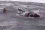 Surfistas salvam filhote de baleia preso em rede de pesca em Laguna