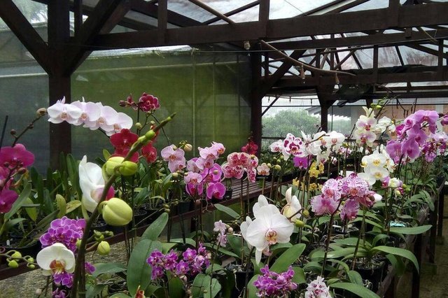 A Agremiação Joinvilense de Amadores de Orquídeas (Ajao), divulgou as cinco escolas vencedoras do Concurso Orquidário nas Escolas, alusivo à 80ª Festa das Flores de Joinville. Ao todo, 34 escolas e CEIs se inscreveram no concurso e todas poderão participar da oficina sobre cultivo e projeto para instalação do orquidário em suas instituições. No entanto, apenas as cinco ganhadoras receberão mudas de orquídeas para plantio em seus espaços. A Agremiação Joinvilense de Amadores de Orquídeas (Ajao), divulgou as cinco escolas vencedoras do Concurso Orquidário nas Escolas, alusivo à 80ª Festa das Flores de Joinville. Ao todo, 34 escolas e CEIs se inscreveram no concurso e todas poderão participar da oficina sobre cultivo e projeto para instalação do orquidário em suas instituições. No entanto, apenas as cinco ganhadoras receberão mudas de orquídeas para plantio em seus espaços.