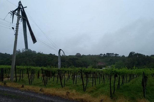Nova Roma do Sul estragos na lavoura. Nova Roma do Sul estragos na lavoura.