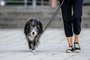 FILE -- A dog walks with its owner at Hudson River Park in Manhattan, Sept. 24, 2018. Ten minutes of mild exercise can immediately alter how certain parts of the brain communicate and coordinate with one another and improve memory function, according to a new neurological study. (Jeenah Moon/The New York Times)