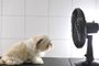  PORTO ALEGRE, RS, BRASIL - 29-01-2014 - Aumenta procura por banho e tosa nas petshops para melhorar o conforto de cães e gatos nos dias de calorão, cadela Laika  (FOTO: LAURO ALVES/AGÊNCIA RBS)