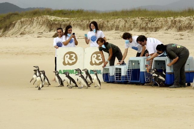 Mais 18 pinguins-de-magalhães (Spheniscus magellanicus) voltaram para o habitat natural na manhã desta quarta-feira (7) na Praia do Moçambique, em Florianópolis. Eles estavam sob os cuidados da Associação R3 Animal, através do Projeto de Monitoramento de Praias da Bacia de Santos (PMP-BS), no Centro de Pesquisa, Reabilitação e Despetrolização de Animais Marinhos (CePRAM). Esta é a terceira soltura de pinguins-de-magalhães nesta temporada, totalizando 56 animais. Mais 18 pinguins-de-magalhães (Spheniscus magellanicus) voltaram para o habitat natural na manhã desta quarta-feira (7) na Praia do Moçambique, em Florianópolis. Eles estavam sob os cuidados da Associação R3 Animal, através do Projeto de Monitoramento de Praias da Bacia de Santos (PMP-BS), no Centro de Pesquisa, Reabilitação e Despetrolização de Animais Marinhos (CePRAM). Esta é a terceira soltura de pinguins-de-magalhães nesta temporada, totalizando 56 animais.