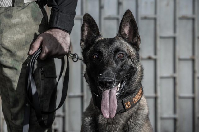 FLORIANÓPOLIS, SC, BRASIL - 08/11/2018Cães serão usados para busca, captura, guarda e proteção no sistema prisional. Na foto, o pastor belga malinois Maxx FLORIANÓPOLIS, SC, BRASIL - 08/11/2018Cães serão usados para busca, captura, guarda e proteção no sistema prisional. Na foto, o pastor belga malinois Maxx