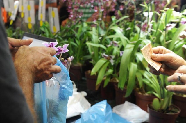 JOINVILLE,SC,BRASIL,16-11-2018.80ª Festa das Flores.(Foto:Salmo Duarte/A Notícia) JOINVILLE,SC,BRASIL,16-11-2018.80ª Festa das Flores.(Foto:Salmo Duarte/A Notícia)