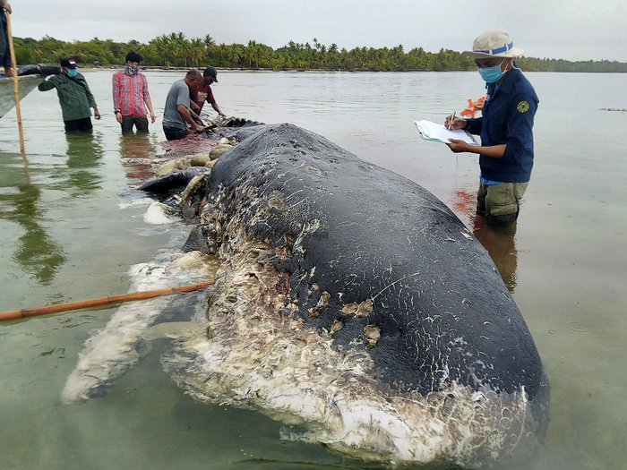 Akademi Komunitas Kelautan dan Perikanan Wakatobi / AFP PHOTO Akademi Komunitas Kelautan dan Perikanan Wakatobi / AFP PHOTO