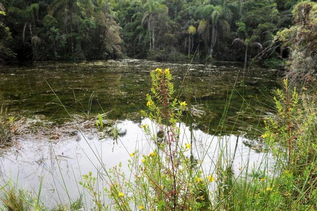 JOINVILLE,SC,BRASIL,20-11-2018.Estudos técnicos para criação da Reserva Biológica Vale das Nascentes.(Foto:Salmo Duarte/A Notícia) JOINVILLE,SC,BRASIL,20-11-2018.Estudos técnicos para criação da Reserva Biológica Vale das Nascentes.(Foto:Salmo Duarte/A Notícia)