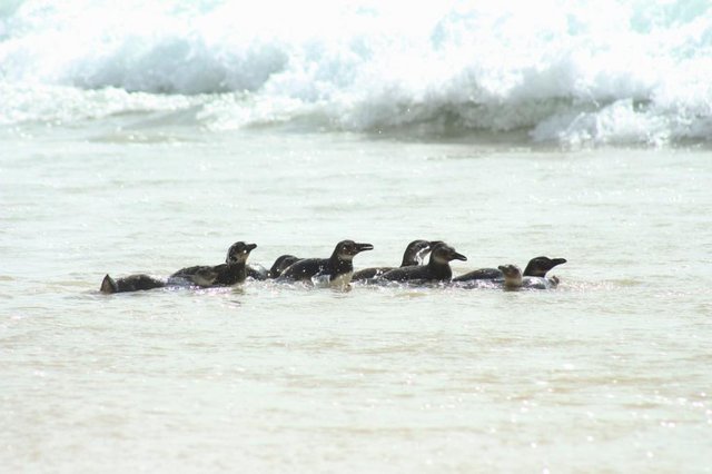 Pinguins, florianópolis, soltura Pinguins, florianópolis, soltura