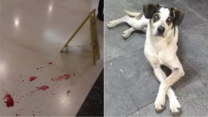 Reprodução / facebook Reprodução / facebook