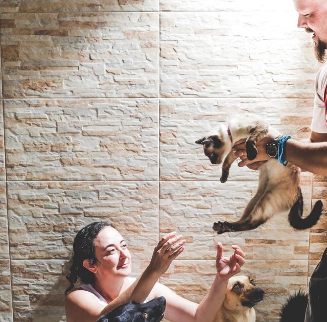 PALHOÇA, SC, BRASIL, 15.11.2018: Juliana Alexandre Rocha e Jackson May cuidam de oito cachorros e uma gata (que se chama Gato). (Foto: Diorgenes Pandini/Diario Catarinense)Indexador: Diorgenes Pandini PALHOÇA, SC, BRASIL, 15.11.2018: Juliana Alexandre Rocha e Jackson May cuidam de oito cachorros e uma gata (que se chama Gato). (Foto: Diorgenes Pandini/Diario Catarinense)Indexador: Diorgenes Pandini