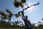 JAGUARI,  RS, BRASIL, 06/12/2018 - Produtores de uvas e oliveiras  estão tendo prejuízos na lavoura, por causa do uso do herbicida 2,4 D usado pelos produtores de soja. Na foto -  Jeferson Chequim Guerra, produtor de uva em Jaguari, que teve seu parreiral destruído pelo herbicida. (FOTOGRAFO: FERNANDO GOMES / AGENCIA RBS)