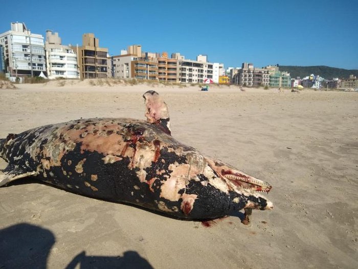 Elvis Palma Fotografias / Divulgação Elvis Palma Fotografias / Divulgação