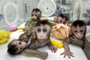 This picture taken on November 27, 2018 and released on January 24, 2019 by the Chinese Academy of Sciences Institute of Neuroscience via CNS shows five cloned macaques at a research institution in Shanghai. - Chinese scientists announced on January 24, 2019 they had cloned five monkeys from a single animal that was genetically engineered to have a sleep disorder, saying it could aid research into human psychological problems. (Photo by STR / various sources / AFP) / China OUT / The erroneous mention[s] appearing in the metadata of this photo by STR has been modified in AFP systems in the following manner: [taken November 27] instead of [taken November 26]. Please immediately remove the erroneous mention[s] from all your online services and delete it (them) from your servers. If you have been authorized by AFP to distribute it (them) to third parties, please ensure that the same actions are carried out by them. Failure to promptly comply with these instructions will entail liability on your part for any continued or post notification usage. Therefore we thank you very much for all your attention and prompt action. We are sorry for the inconvenience this notification may cause and remain at your disposal for any further information you may require.