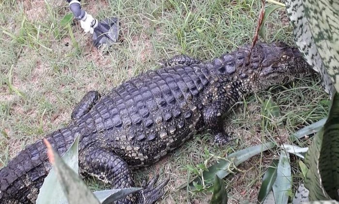 Glorinha Esteves / Arquivo Pessoal Glorinha Esteves / Arquivo Pessoal