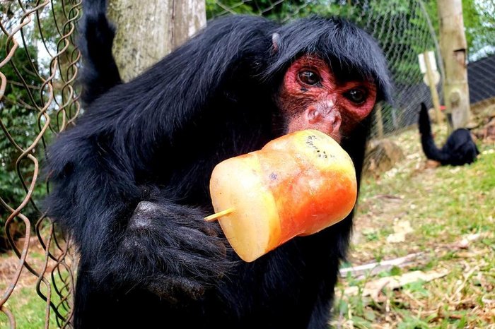 Divulgação / GramadoZoo Divulgação / GramadoZoo