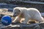 Polar bear cub Hertha feeds off her mother Tonja in their enclosure after Hertha was given her name on April 2, 2019 at the Tierpark zoo in Berlin. - The female cub was born at the zoo on December 1, 2018, and is sponsored by Berlins football team Hertha BSC. (Photo by John MACDOUGALL / AFP)