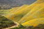 BLOOM-STONE-ART-LSPR-032619A super bloom in Lake Elsinore, Calif., March 20, 2019. A small town in Southern California has been swarmed by influencers and tourists seeking a rare, poppy-filled photo opportunity. (Emily Berl/The New York Times)Editoria: LLocal: LAKE ELSINOREIndexador: EMILY BERLFonte: NYTNSFotógrafo: STR