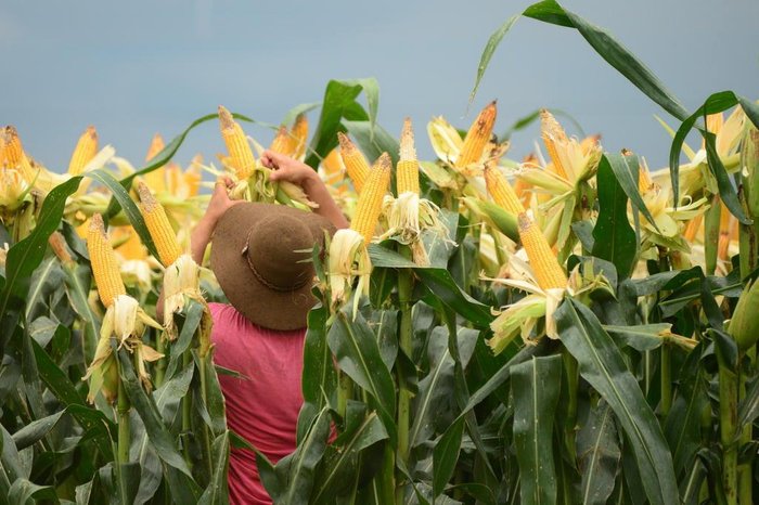 Diogo Zanatta / Especial Diogo Zanatta / Especial