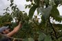  CAXIAS DO SUL, RS, BRASIL, 08/04/2019A família Buffon, começa a colheita do caqui em sua propriedade que cultiva tb uva e pêssego no distrito de Vila Seca. Caxias tem maior área cultivada no Estado e é o município maior produtor. Área cultivada está crescente.Luciano Buffon - filhoIdalina Bogo Buffon, 66 mãeLuís Buffon, 71 pai(Lucas Amorelli/Agência RBS)