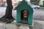 Prefeitura obriga moradores a remover casinhas que abrigam cães comunitários em Porto Alegre