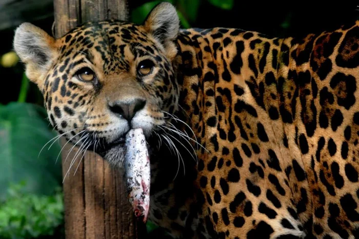 Divulgação / GramadoZoo Divulgação / GramadoZoo