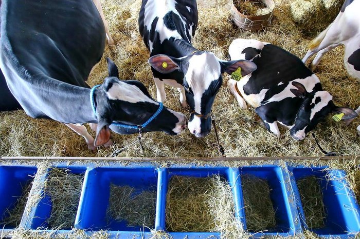 Lauro Alves / Agencia RBS Lauro Alves / Agencia RBS