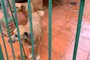 Os cães que viviam em casinhas na calçada no bairro Jardim do Salso estão presos na área das churrasqueiras do Condomínio Tulipa