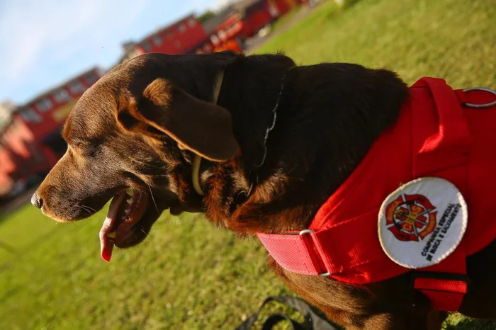 André Ávila / Agencia RBS André Ávila / Agencia RBS