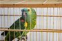 Papagaio resgatado pela Semma em Caxias do Sul.