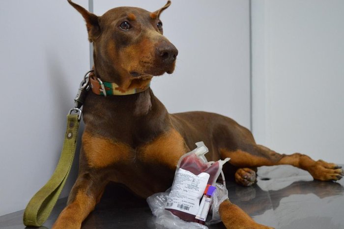 Jordan Goulart / Divulgação Jordan Goulart / Divulgação