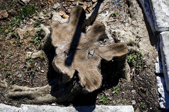 Árvores cortadas podem ser vistas em diversas ruas da cidade