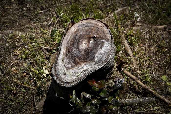 Árvores cortadas podem ser vistas em diversas ruas da cidade