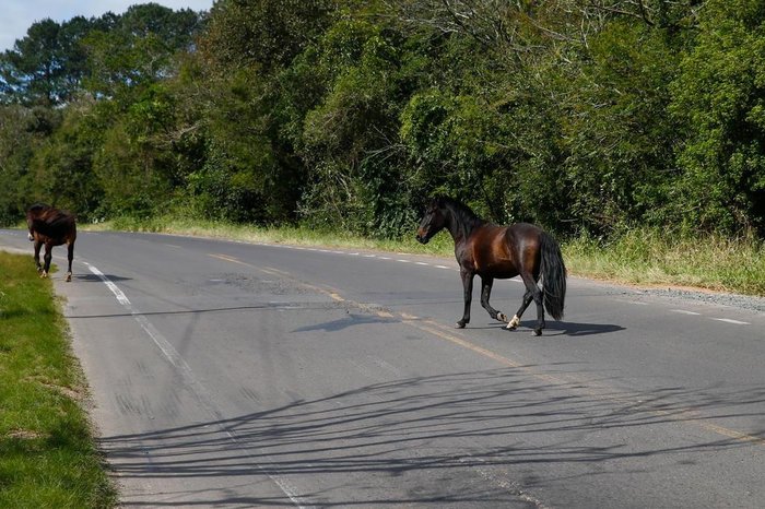 Em alguns pontos, animais circulam pela pista