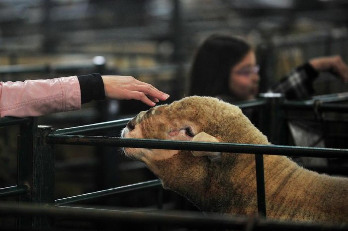 Tadeu Vilani / Agencia RBS Tadeu Vilani / Agencia RBS