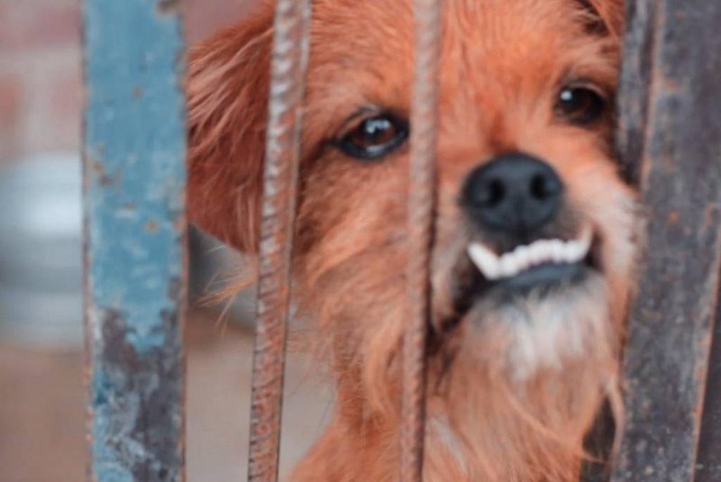 Com histórias e fotos de cães abandonadas, campanha quer incentivar adoções em Caxias